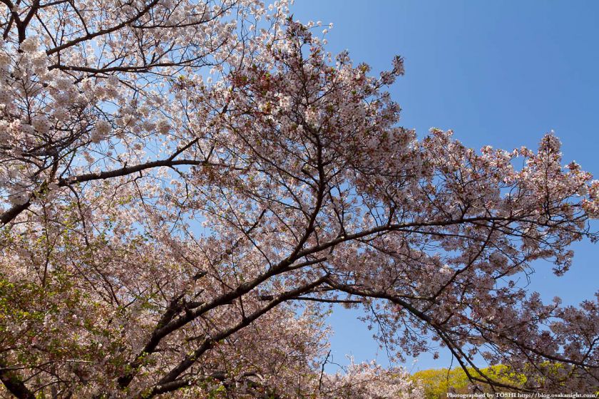 鶴見緑地の桜 2011年4月 02