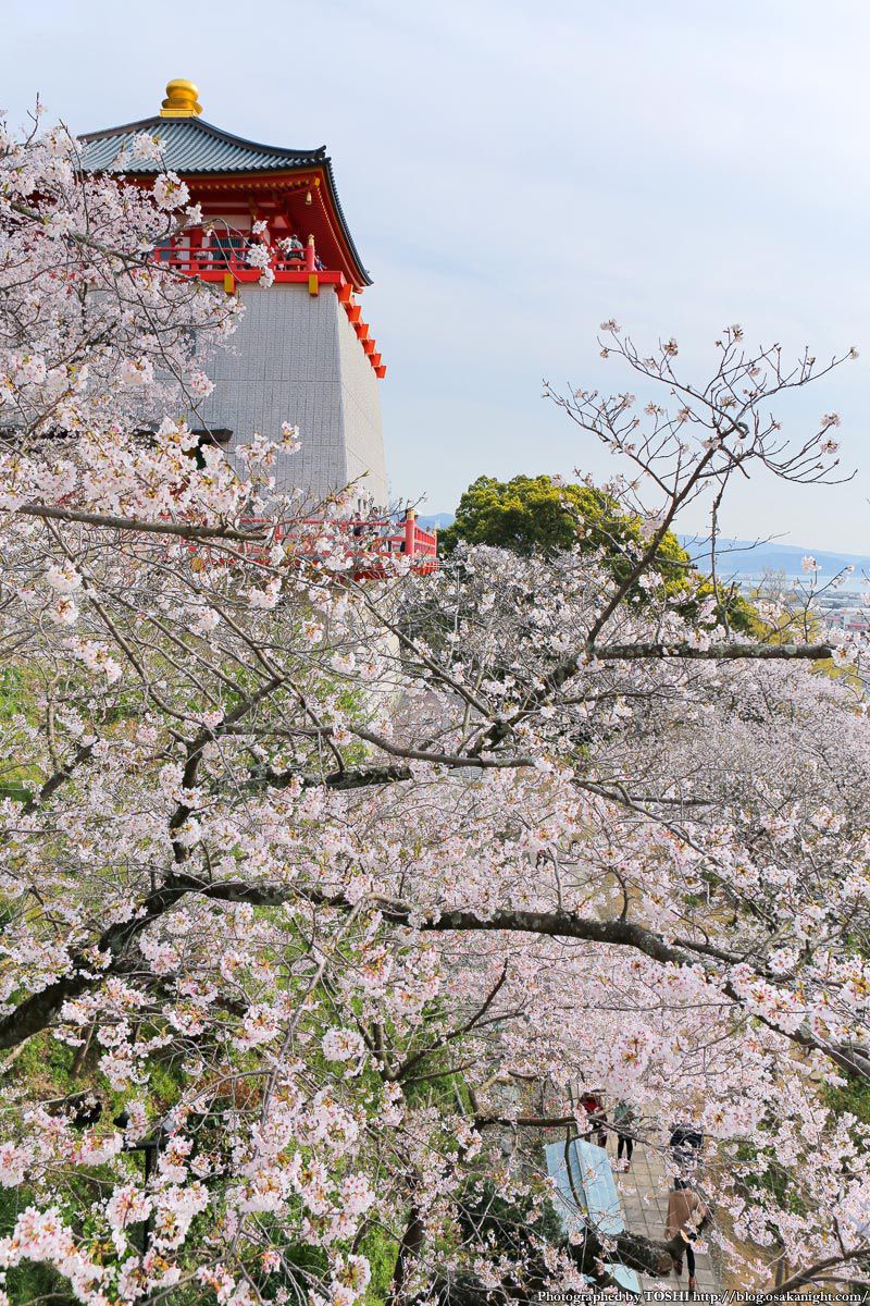 紀三井寺の桜 2013 11