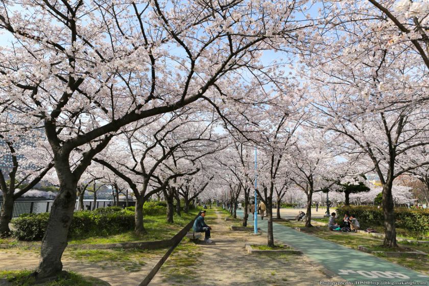 桜之宮公園 桜満開の大川沿い 2013 02