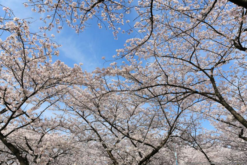 桜之宮公園 桜満開の大川沿い 2013 09