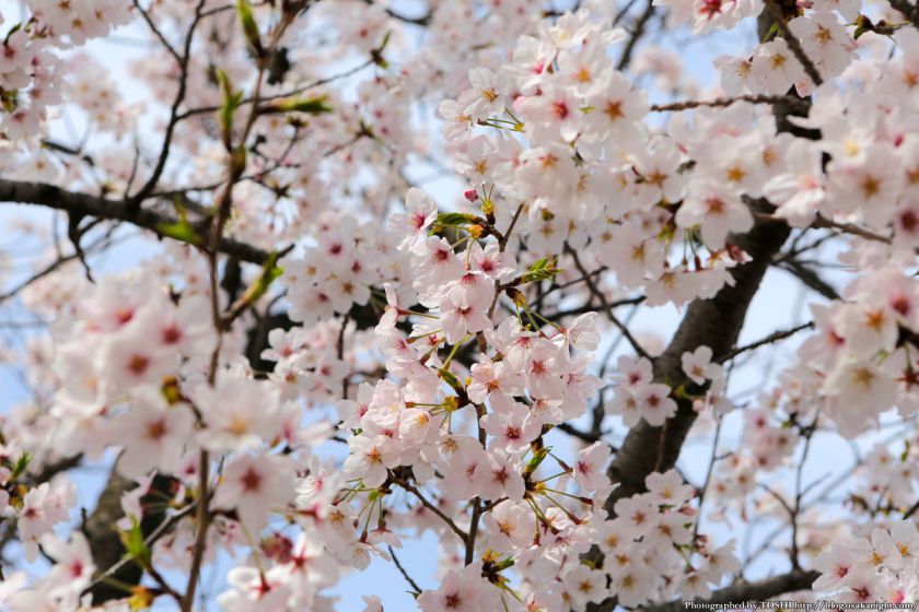 桜之宮公園 桜満開の大川沿い 2013 11