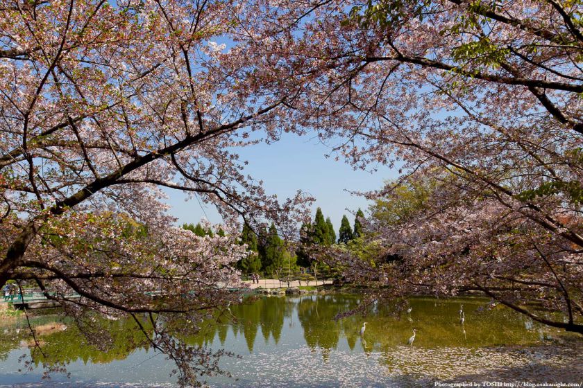 鶴見緑地の桜 2011年4月 04