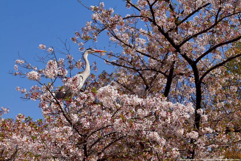 鶴見緑地の桜 2011年4月 05