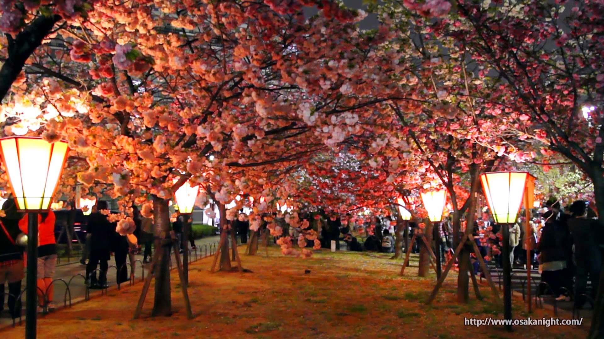 夜景動画 大阪造幣局 桜の通り抜け 夜桜 12 大阪 At Night ブログ