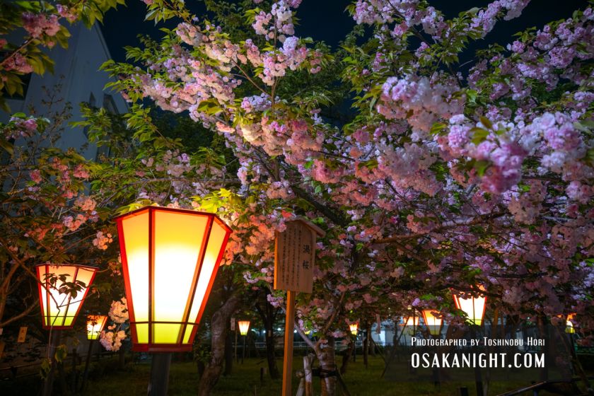 3年ぶりに開催された造幣局 桜の通り抜け 夜桜