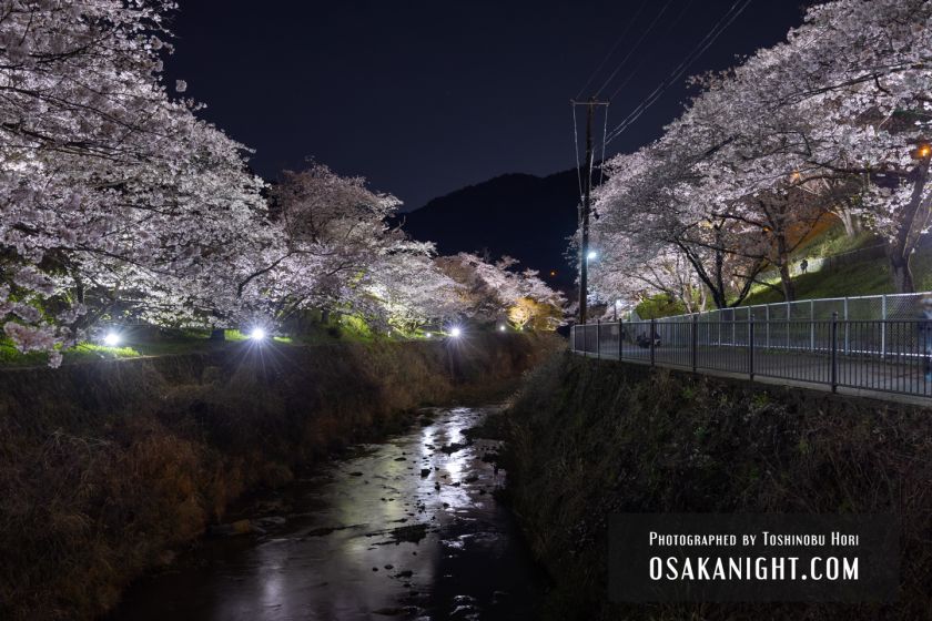 山中渓の夜桜ライトアップ 2023 (大阪府阪南市)