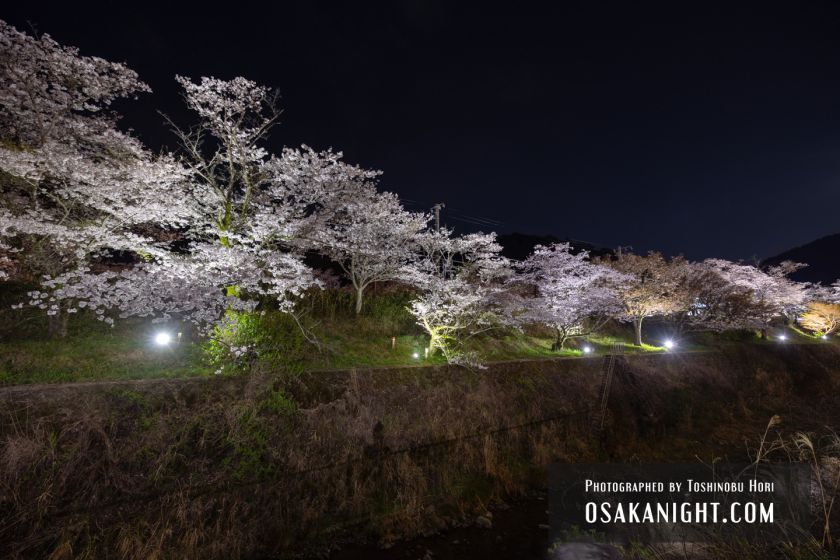 山中渓の千本桜 ライトアップ夜景 2023 03